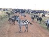 Zebras_and_wildebeests_on_mass_migration_7-13-2009_4-34-46_AM.JPG