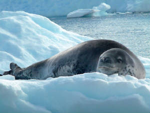 leopard_seal.jpg
