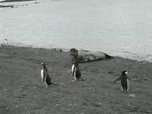 penguins_y_leopardseal.jpg