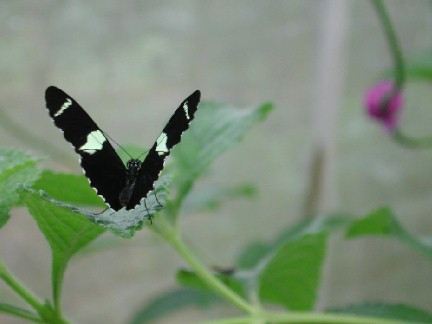 butterflysmall.jpg
