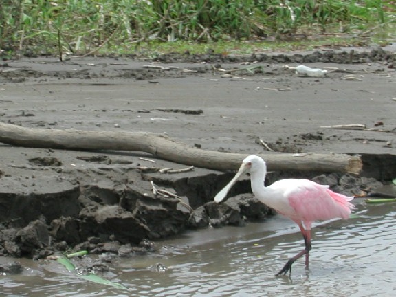 roseatespoonbill.jpg