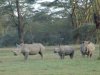 Close up with the Rhinos