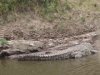 Mara River Crocodile